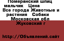 Померанский шпиц, мальчик › Цена ­ 35 000 - Все города Животные и растения » Собаки   . Московская обл.,Жуковский г.